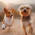 縁起のいい動物や鳥&幸せを呼ぶ生き物と縁起の悪い生き物のスピリチュアル的な意味と由来